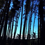 The @AbsaCapeEpic riders pass through the woods at Paul Cluver wine estate this morning. #AbsaCapeEpic